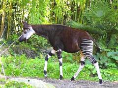 149 BIO PARC DE DOUE LA FONTAINE 5- 2016_000043